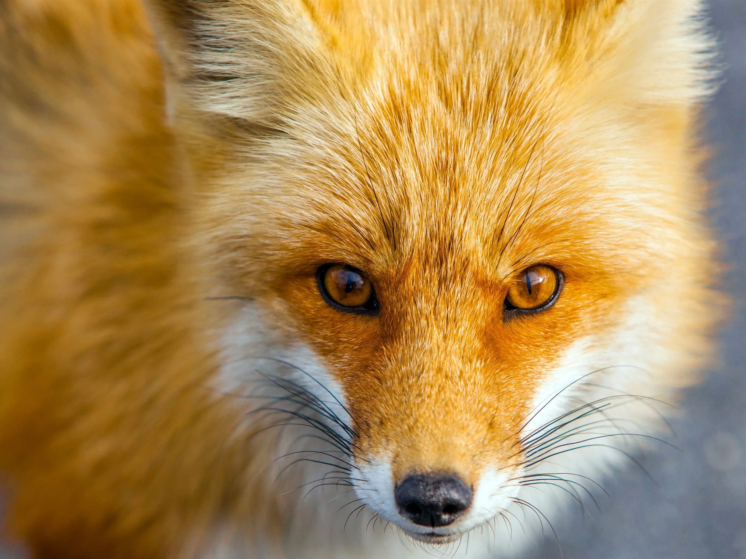 Лиса лисонька лиса. Лиса зимой. Лиса картинка. Orange fox. Лиса.