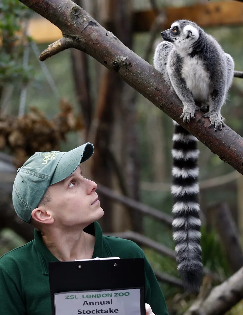 Знаменитый зоопарк. Лондонский зоопарк (london zoo). риджентс парк зоопарк. зоопарк риджентс в лондоне. парк регента лондонский зоопарк.
