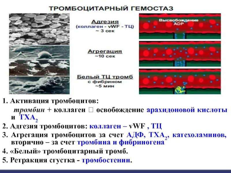 Коллаген агрегация. Адгезия и агрегация тромбоцитов. Агрегация тромбоцитов с АДФ анализ. Агрегация тромбоцитов с коллагеном. Коллаген индуцированная агрегация тромбоцитов.