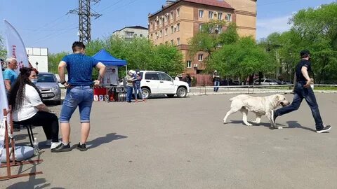 Выставка собак 29 сентября 2024 рязань
