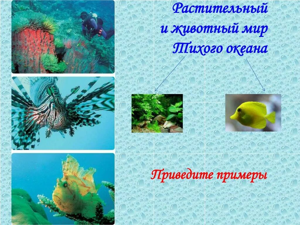 Презентацию животный и растительный мир океана