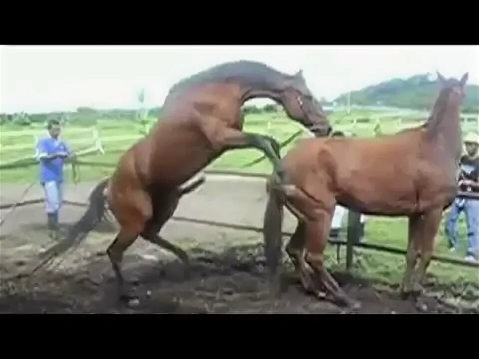 Конь кончается