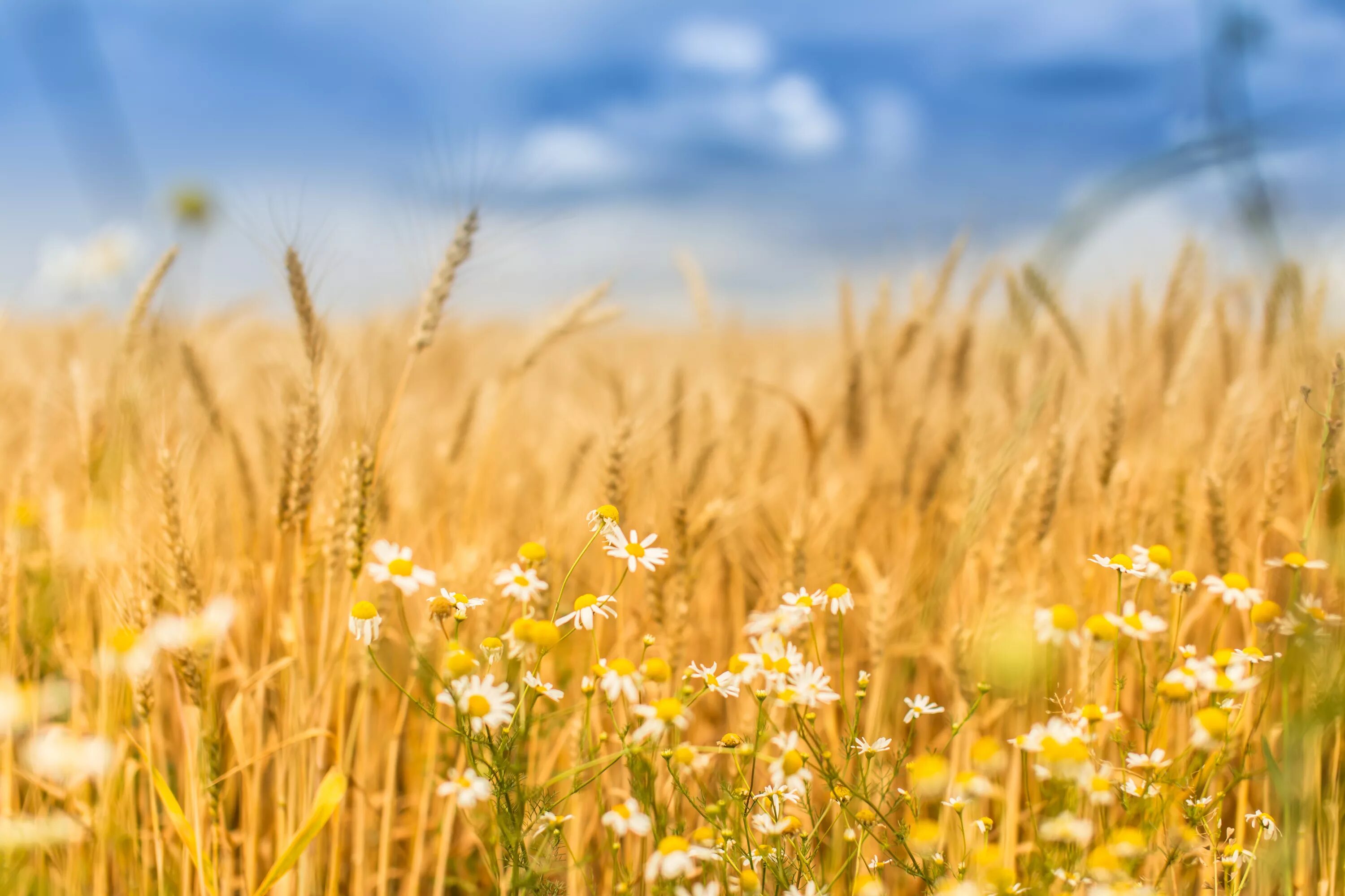 Природа колосья. Поле пшеницы. Природа колосья. Поле с колосьями. Колосья пшеницы.