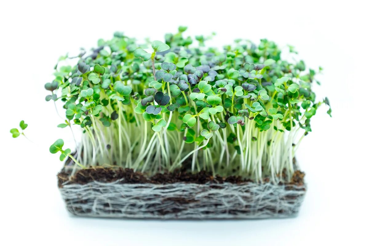 Микро тезе. Микро овощи. Микро фотогенератор. Microgreens Sand. Микро деапсид.