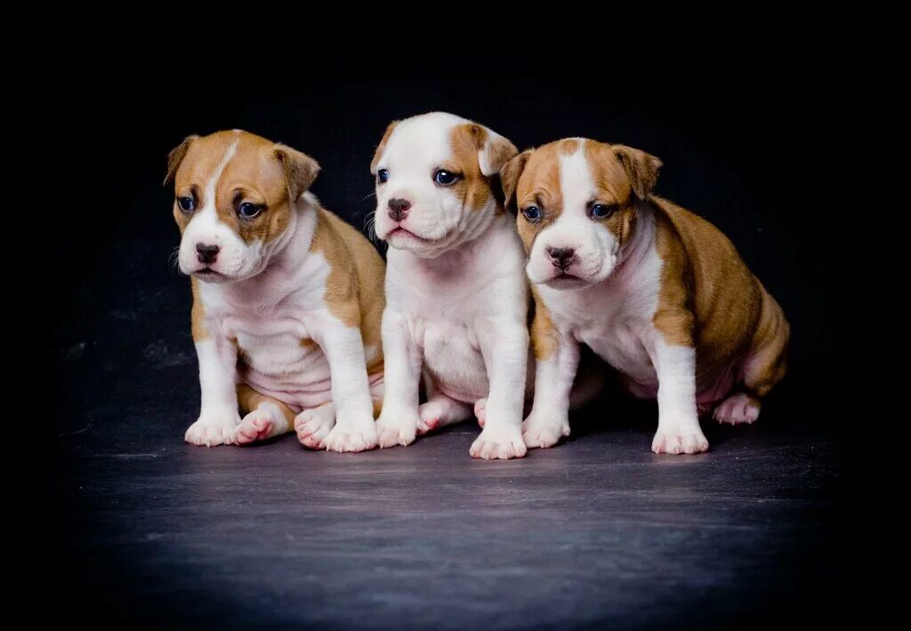 щенки стаффордширского терьера в новокузнецке. американский стаффордширский терьер серый. американский стаффордширский терьер кутенок. щенок забронирован. купить в мариинске собака.