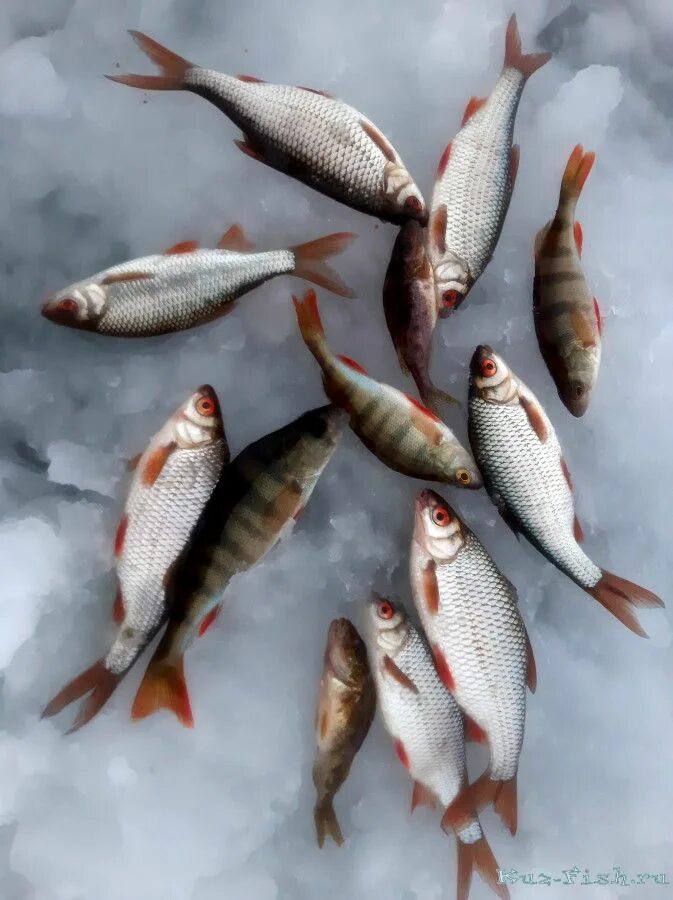 ловля рыбы в феврале. обской чебак. окунь чебак. зимняя рыбалка. рыбалка на хариуса на байкале.