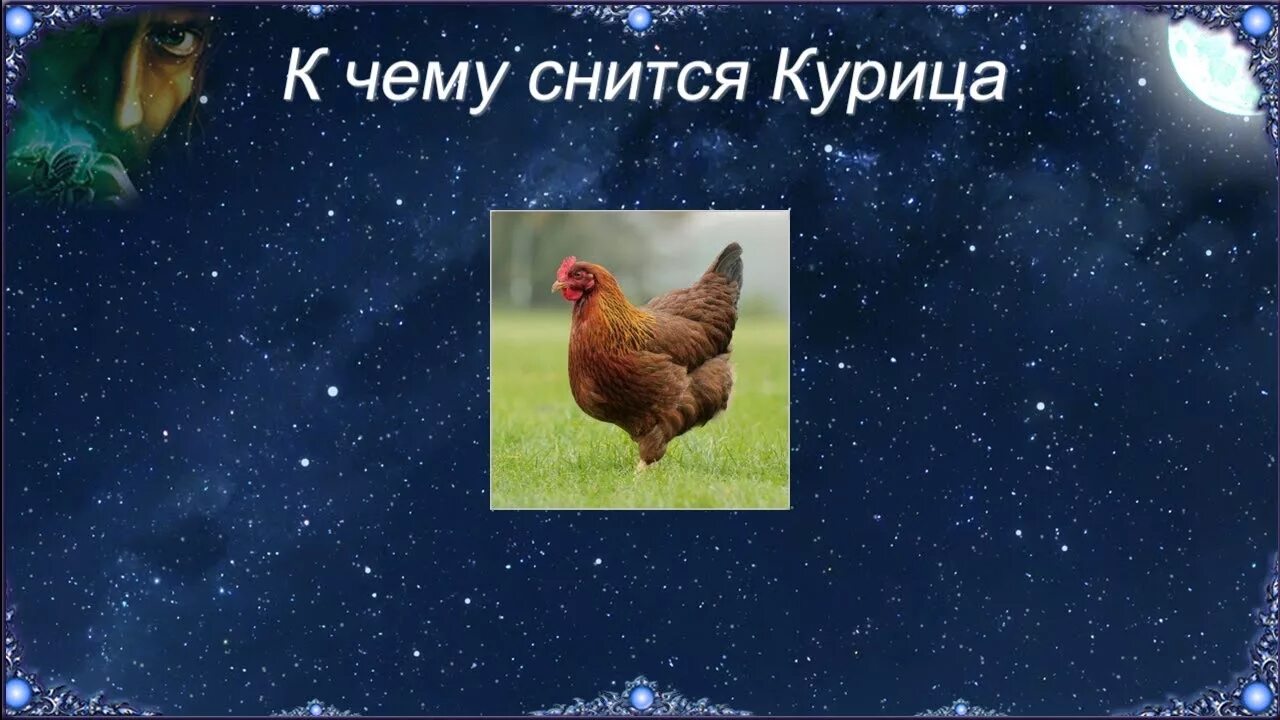 Куры живые во сне женщине. Приснилась курица к чему это. Курица во сне к чему. Курица во сне к чему снится. Приснились курицы сонник.