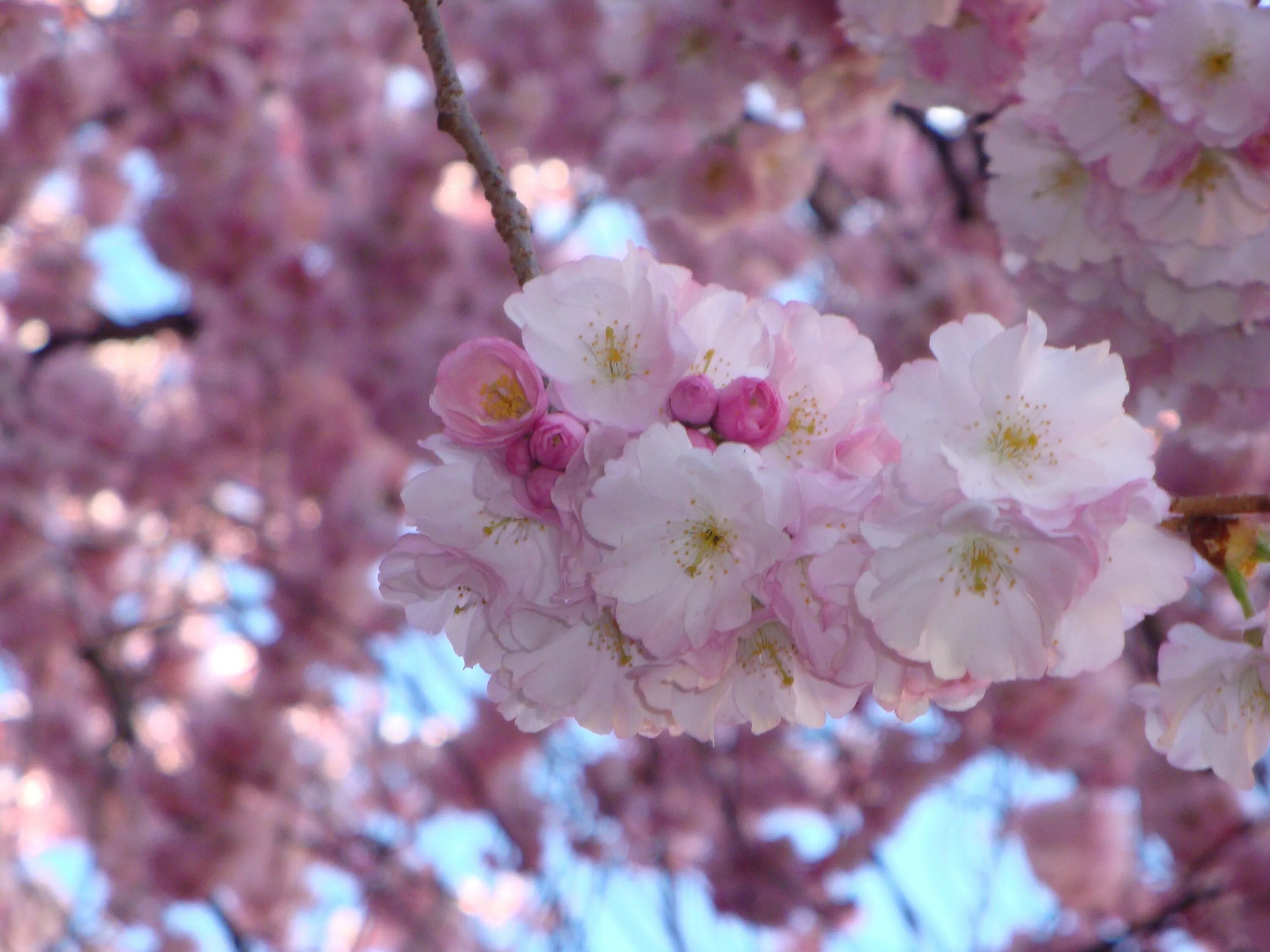 Pink cherry blossom. Pink cherry blossom. Весенние цветы. Цвет сакуры палитра. Черри блоссом арт.