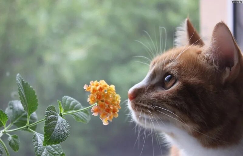 Смертельно опасный цветок для кошек. Кот нюхает цветы. Рыжий кот нюхает. Котик нюхает цветы. Рыжая кошка нюхает цветок.