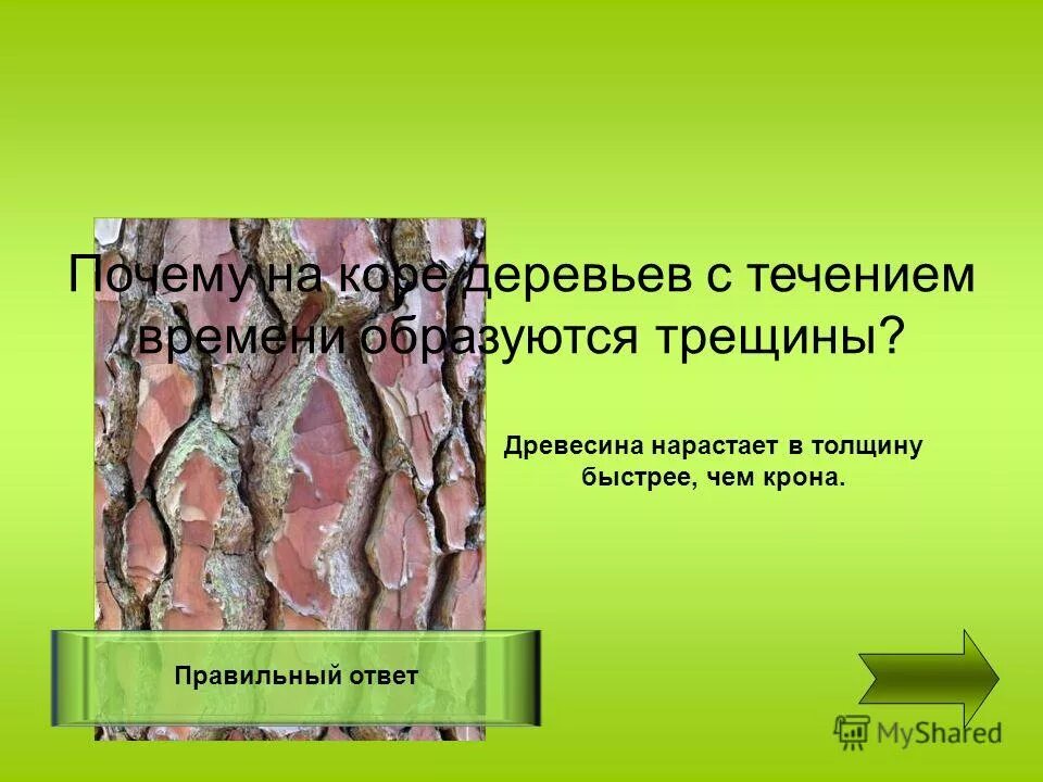 На деревьях образуются. На деревьях образуются. Накипные лишайники на коре сосны. Древесные кустистые лишайники. Лишайниковые болезни яблонь.
