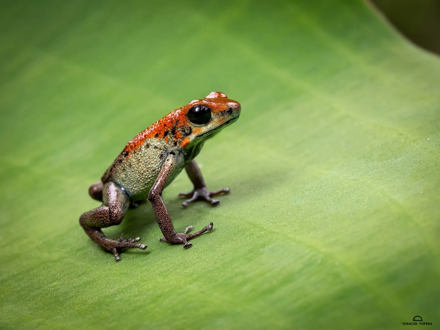 лягушки каскадницы. происхождение зе новодных. комаров ядовитая лягушка. внешние строение лягушкаи. лягушка в лаборатории эксперименты.