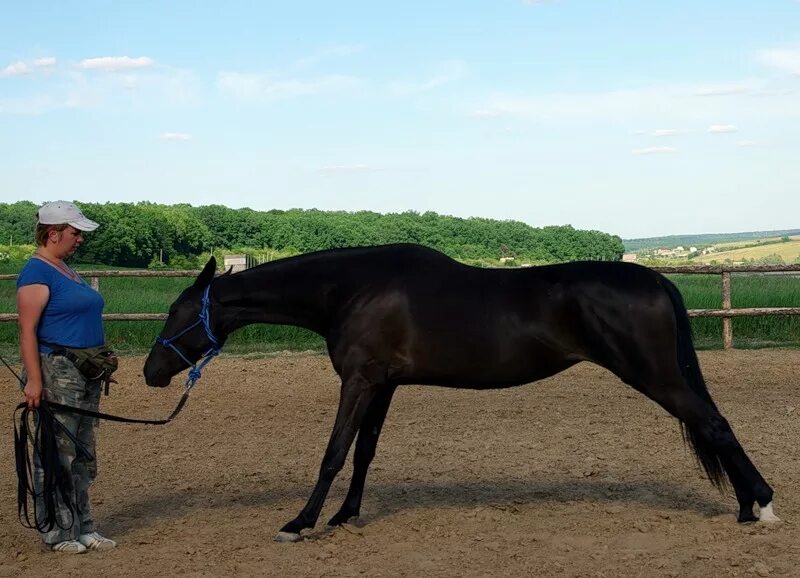 Дрессировка лошадей виды. Как научить лошадь команде улыбка. Лошади обучалка. Научить лошадь. Человек на лошади.