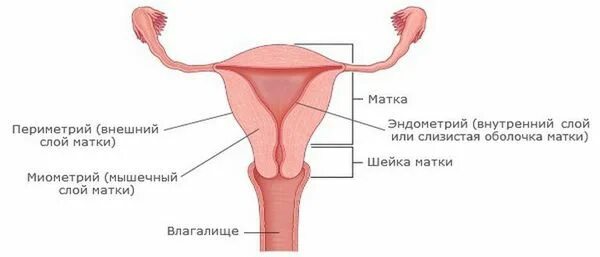 Матку девочка рассказ