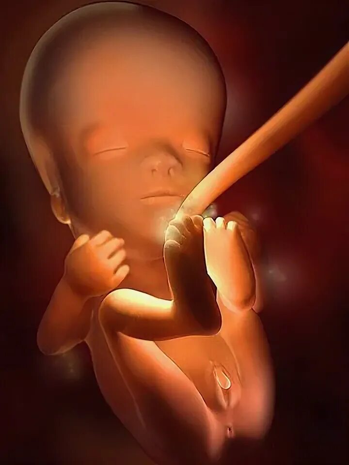 Фото УЗИ от пользователя Алёна (Вырица, Россия) на 11 неделе беременности - Baby