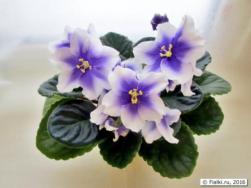 Фиалка humako inches. Фиалка humako inches. Фиалка humako inches. Сорт фиалки humako inches. Сорт фиалки хумако инчес.