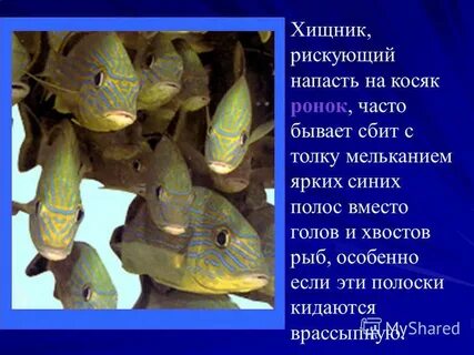 Приспособление рыб к обитанию