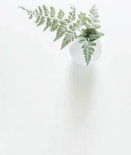 White plant