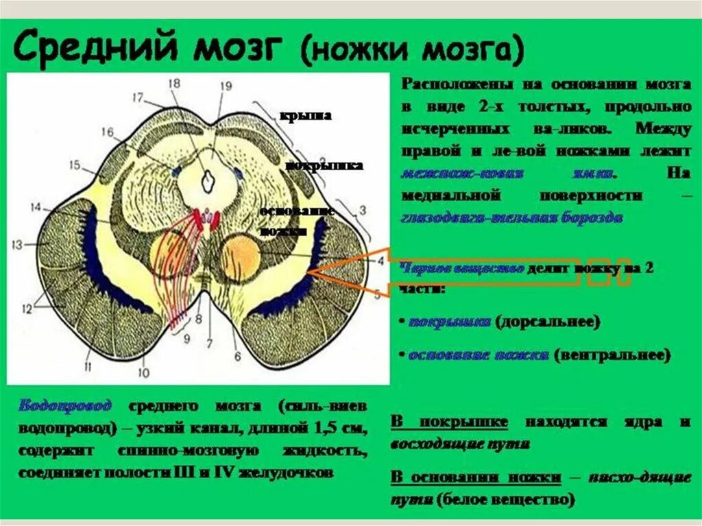 Строение среднего мозга анатомия. Покрышка ножки среднего мозга. Средний мозг крыша покрышка и основание. Анатомия среднего мозга анатомия промежуточного.