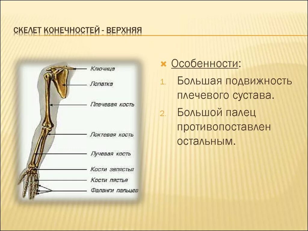 Сколько конечностей верхних конечностей. Особенности скелета верхних конечностей. Кости пояса верхней конечности человека анатомия. Особенности строения пояса верхних конечностей.