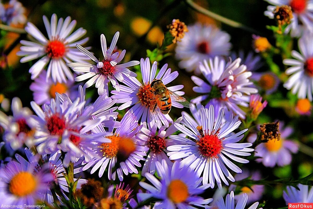 Осенние букеты с пожеланиями. Астра кустарниковая блаубокс. Октябрины осени текст. Песня что такое осень текст. Осенняя песенка.