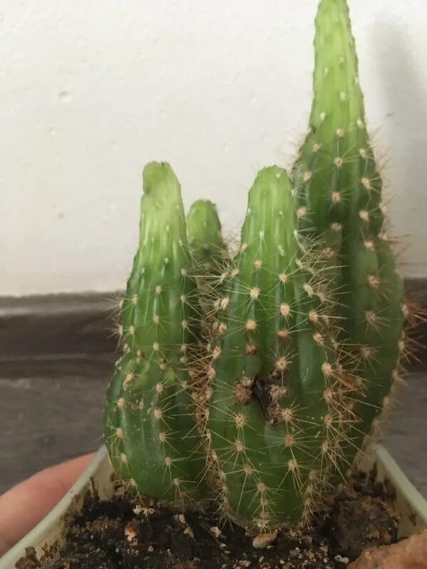 Кактус с листьями. Перескиевые кактусы. Кактус без иголок. Почему у кактуса. Колючки кактуса.