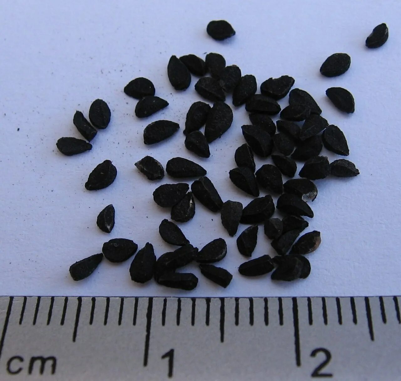 Семена растения Nigella Sativa. Nigella Sativa (Чернушка посевная). Чернушка посевная черный тмин. Калинджи Чернушка посевная.