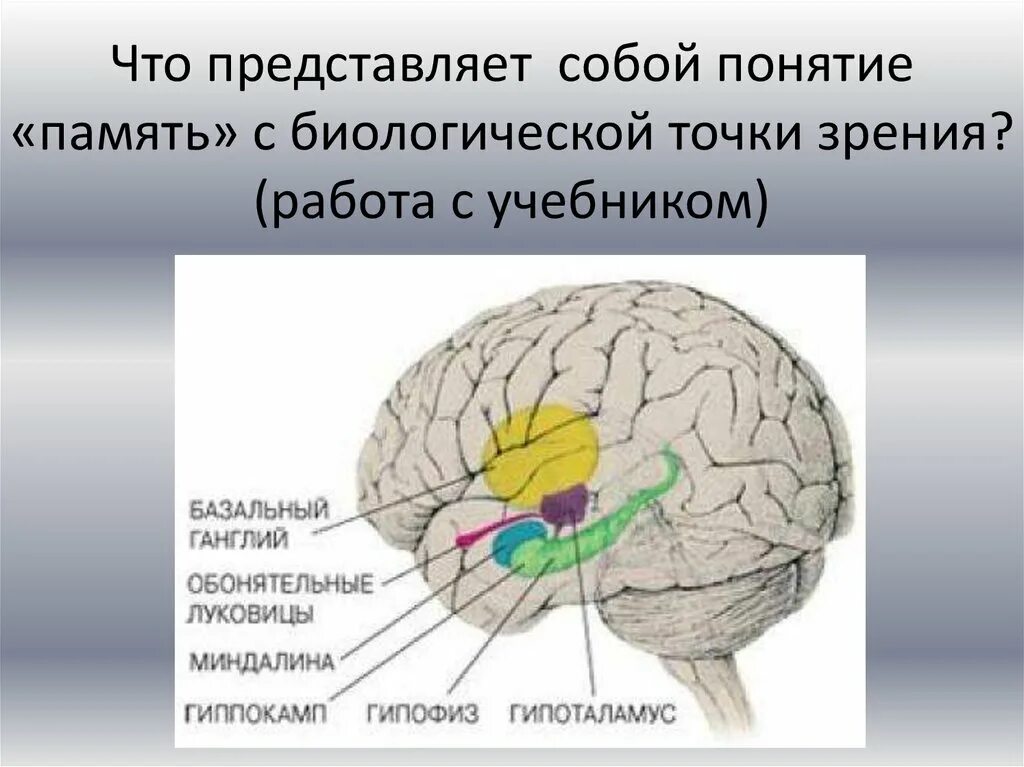Как объяснить это с биологической точки зрения. Строение памяти человека. Отдел памяти в мозге. Где находится памятьчловека. Отдел памяти в мозге человека.