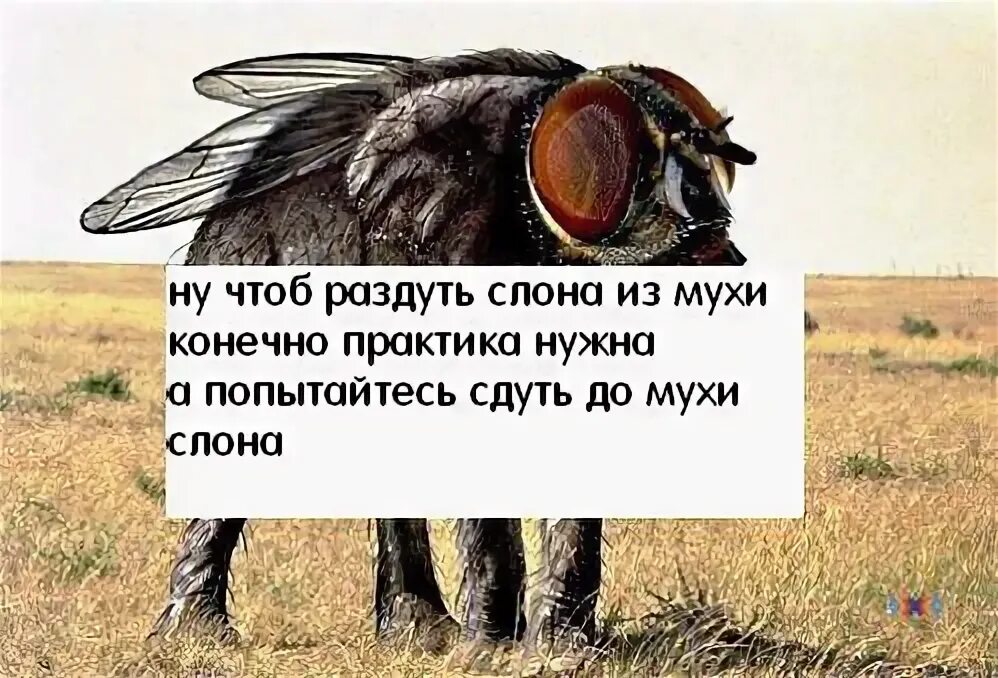 Муха цитаты