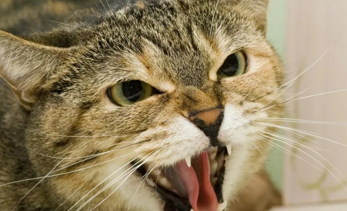 Рычание кошек. Кошка рычит. Шипящая кошка. Агрессивный кот. Кошка злится.