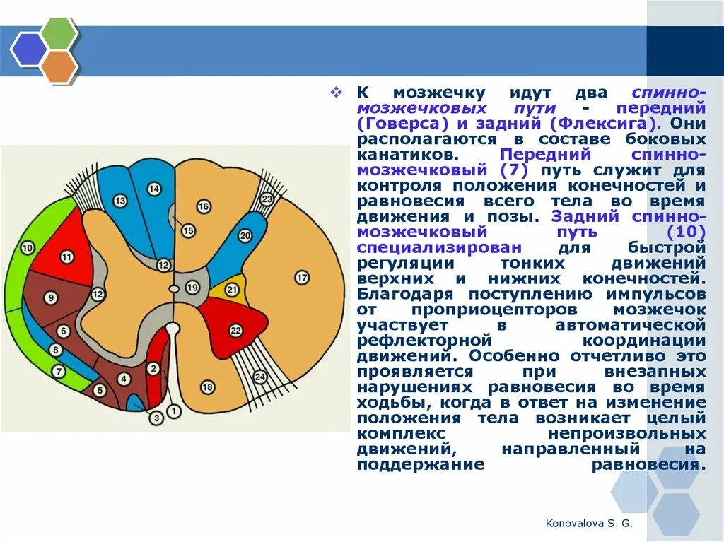 Задний спинно-мозжечковый путь Флексига схема. Путь Флексига – задний спиномозжечковый путь. Передний спинно-мозжечковый путь. Передний спинно-мозжечковый путь Говерса.