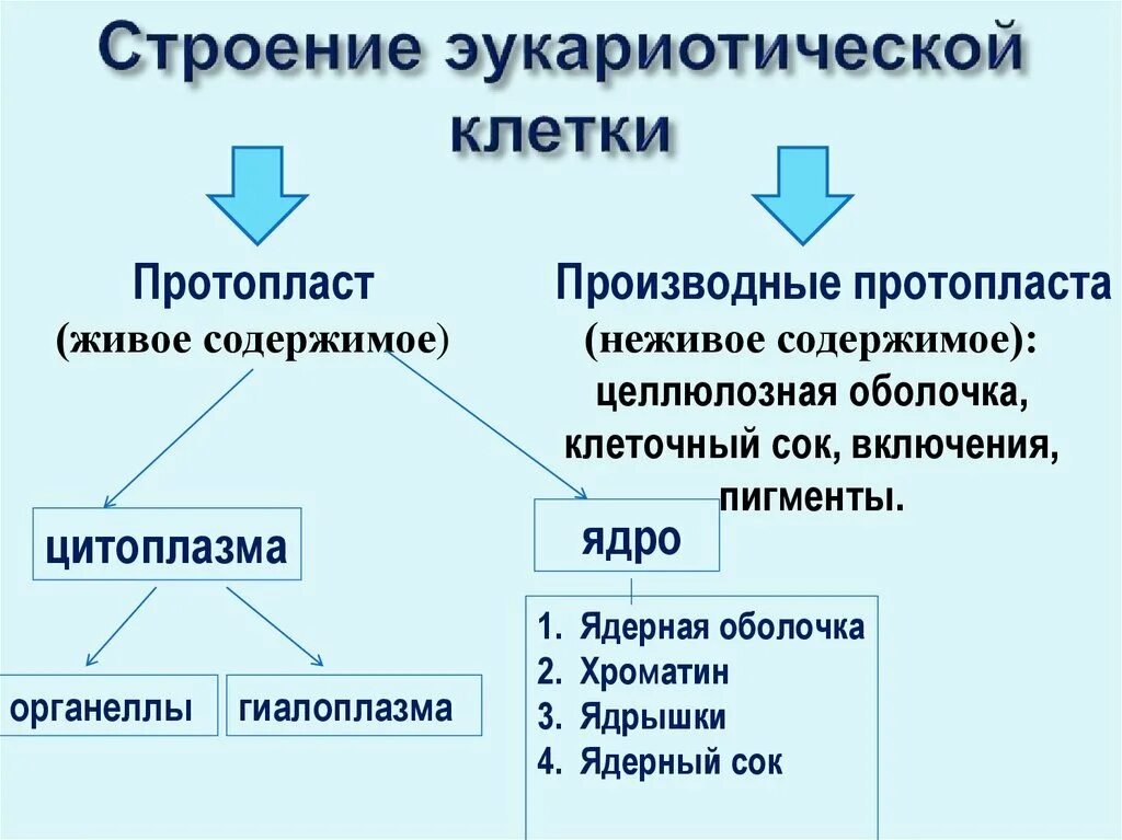 Живые неживые клетки. Схема компоненты клетки. Структурные компоненты клетки схема. Структурные компоненты эукариот. Основные структурные компоненты клетки.