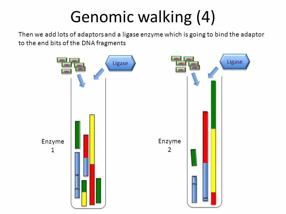 Презентация BGI Genomics. Genomic sequence data это.