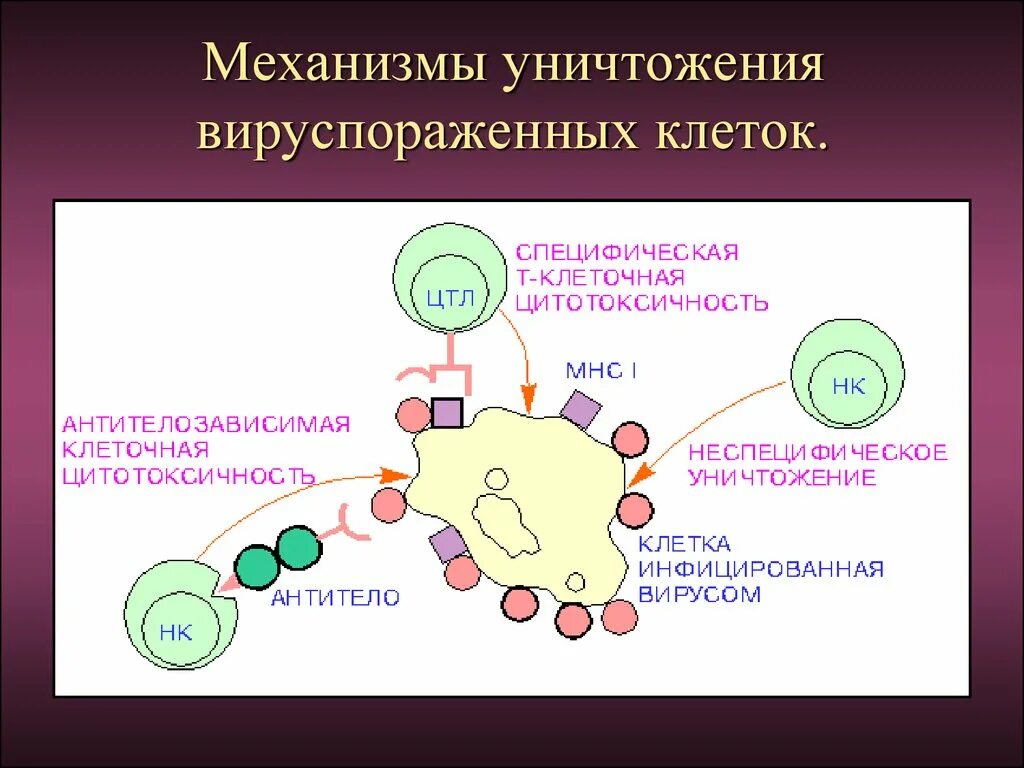 Цитотоксические т-лимфоциты функции. Механизм цитотоксичности т лимфоцитов. Основной белок гранул цитотоксических т-лимфоцитов. Назовите основной белок гранул цитотоксических т-лимфоцитов. Цитотоксические т клетки