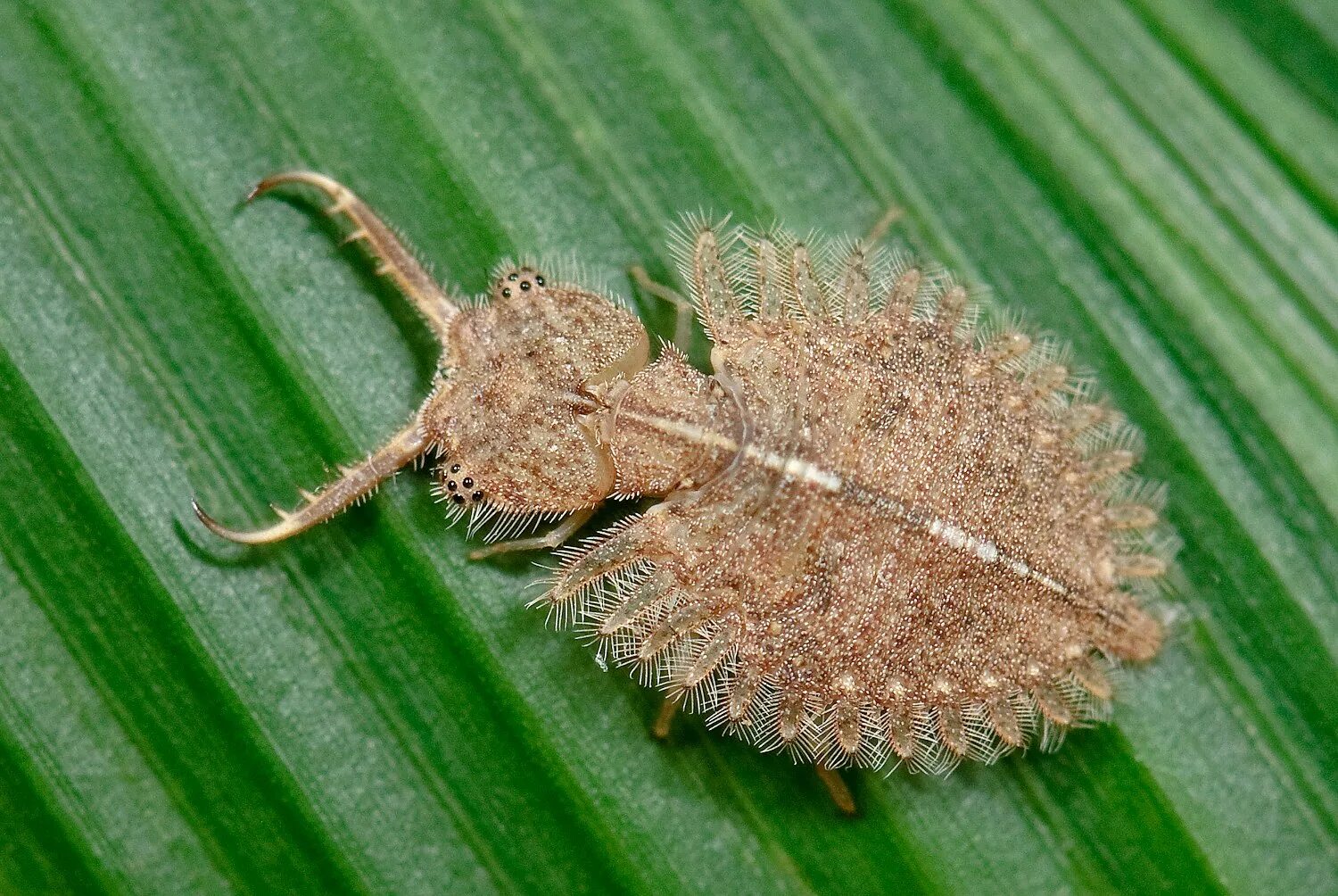 Насекомое пестрое. Сибирский аскалаф личинка. Аскалаф пестрый личинка. Ascalaphidae Larva. Libelloides macaronius личинка.