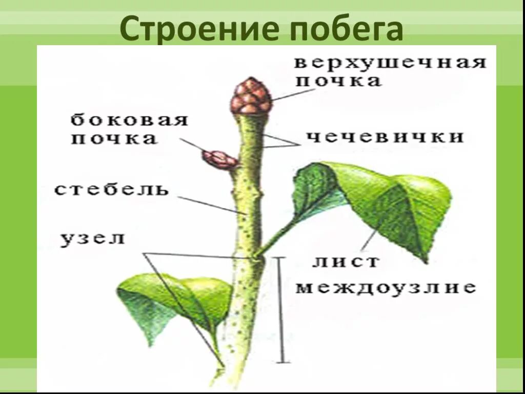 Строение побега биология. Строение побега и почки 6 класс. Строение побега 6 класс биология. Побег и его строение.