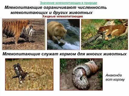 Хищнический значение