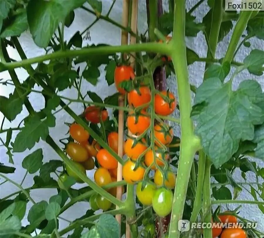 Томат рапунцель косы золотые отзывы фото 200 шт./сумка бонсай помидоры, вкусCherry помидоры, не ГМО овощи съедобные проду