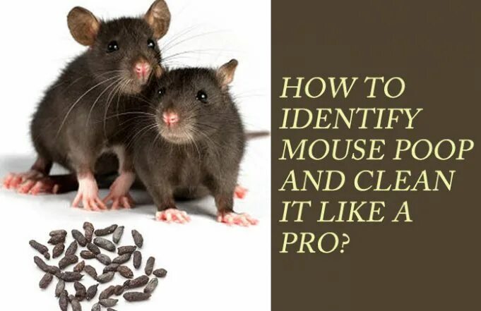How old is your mouse как ответить. Mice droppings. shit a mouse. mouse do like it. what do you do to your mouse.