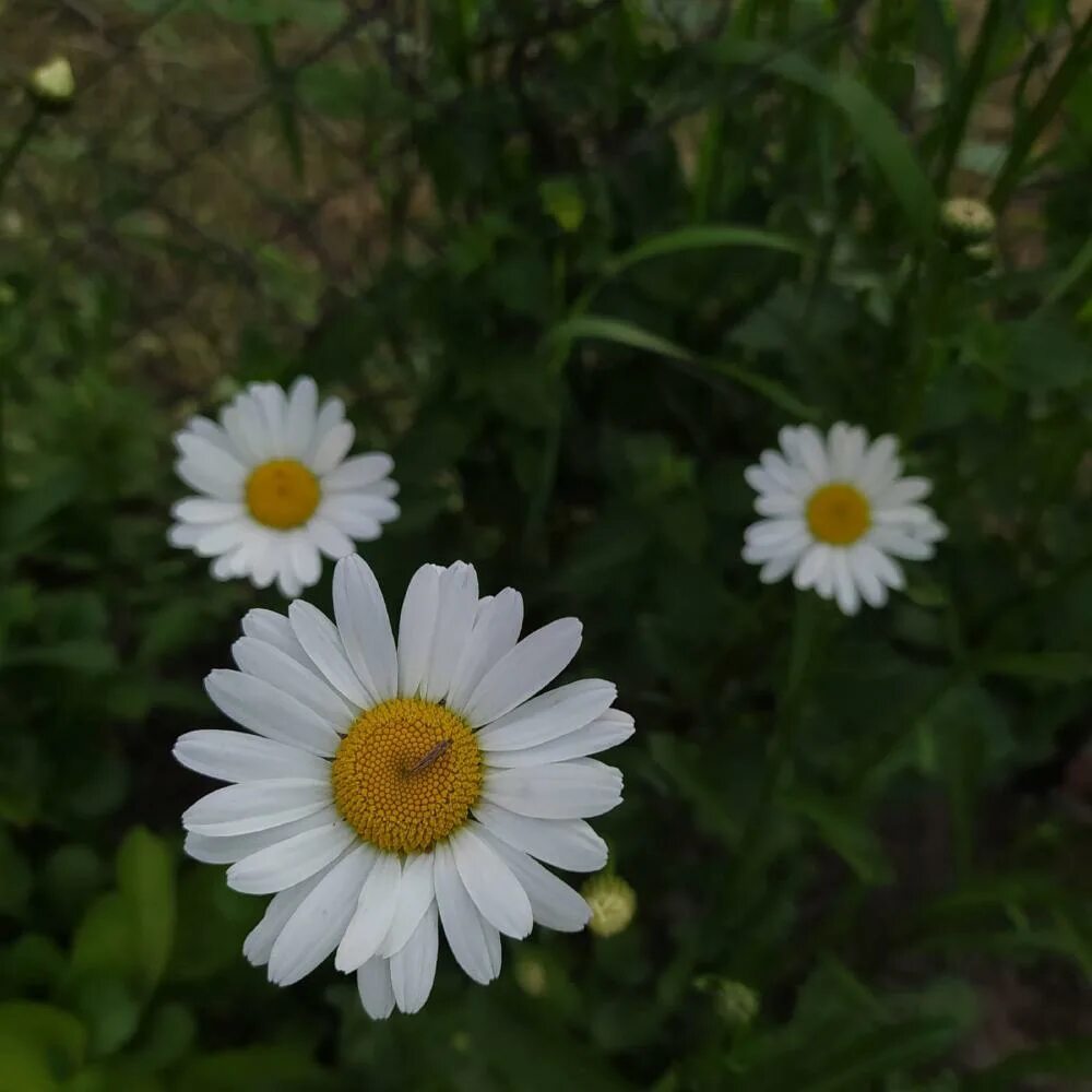 мойчечак сарик. ромашка приморская. далматинская ромашка. мойчечак гули. покажи фотки ромашек.