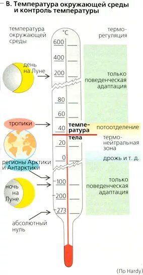 Какая температура принята за 100 c. Температура окружающей среды. Какая температура окружающей среды. Температурный режим тела. Температура тела температура окружающей среды.