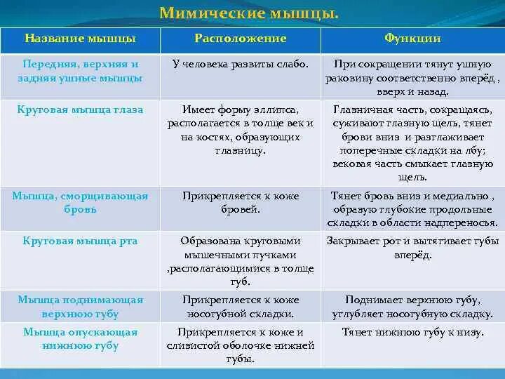 Группы мышц название мышц функции таблица. Мышцы головы жевательные расположение и функции. Жевательные мышцы лица анатомия таблица. Прикрепление жевательных мышц таблица.