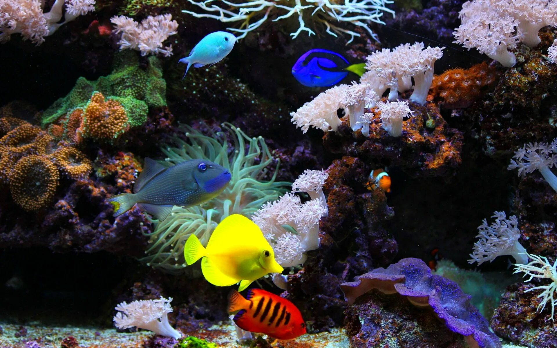 Живой риф красное море. Обитатели морского дна. Живые рыбки. Морские аквариумные рыбки.
