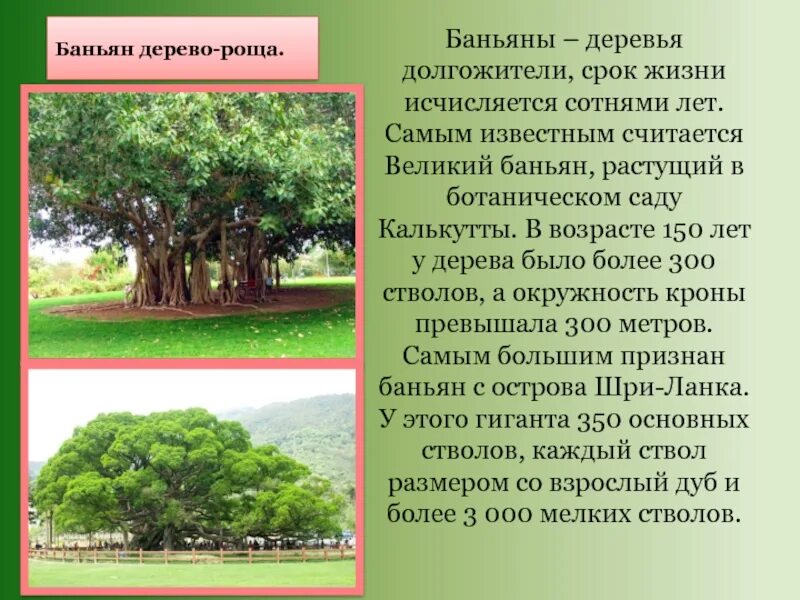 Средний срок жизни дуба составляет около пятьсот. Деревья долгожители. Сообщение о дереве. Растения долгожители. Деревья которые живут дольше всех.