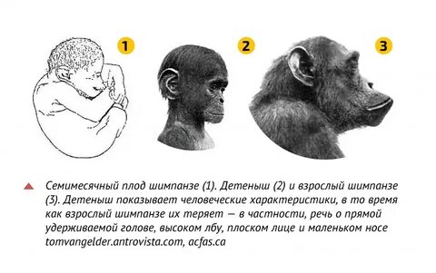 Почему обезьяны не эволюционируют
