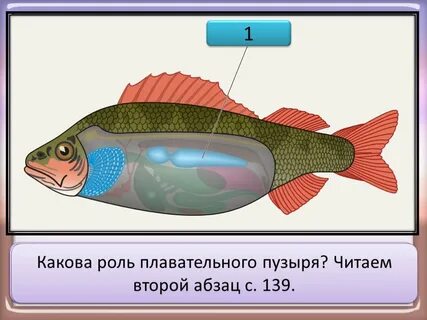 У кого есть плавательный пузырь
