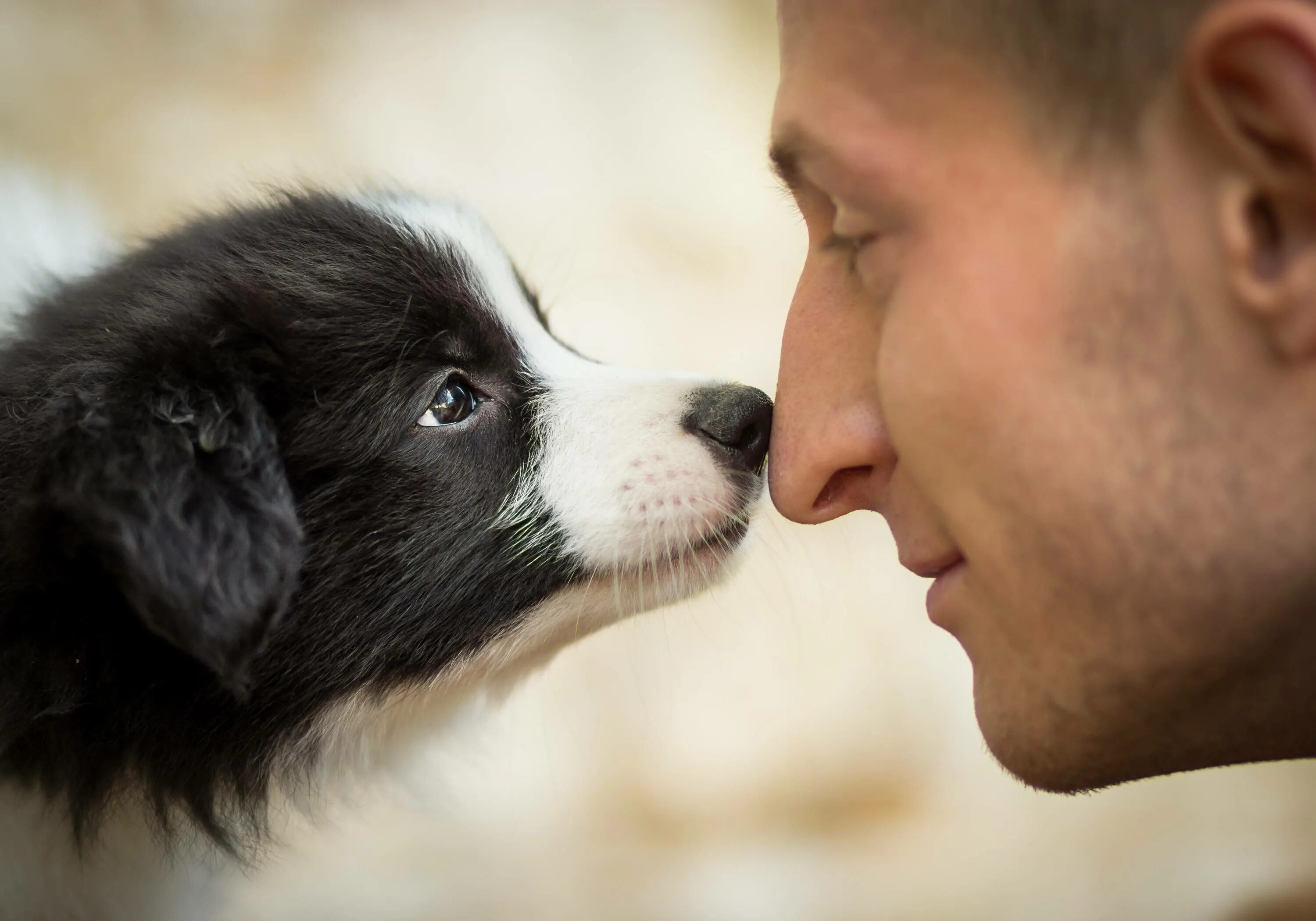 Собака друг человека. Человек с собакой. Любовь животных к людям. Любовь человека к животным.