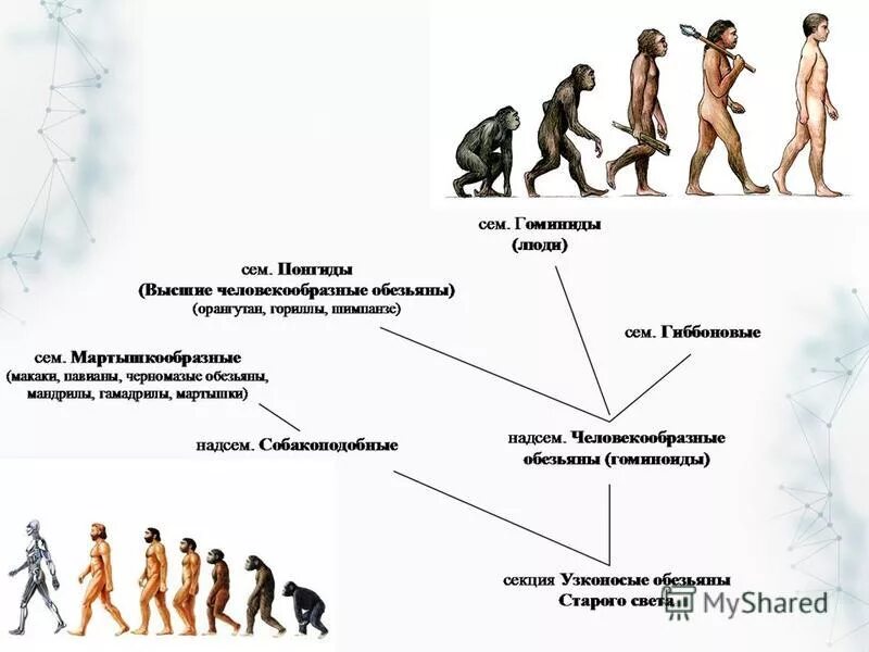 Процесс историко эволюционного становления человека как. Эволюция человека Антропогенез. Схема антропогенеза человека.