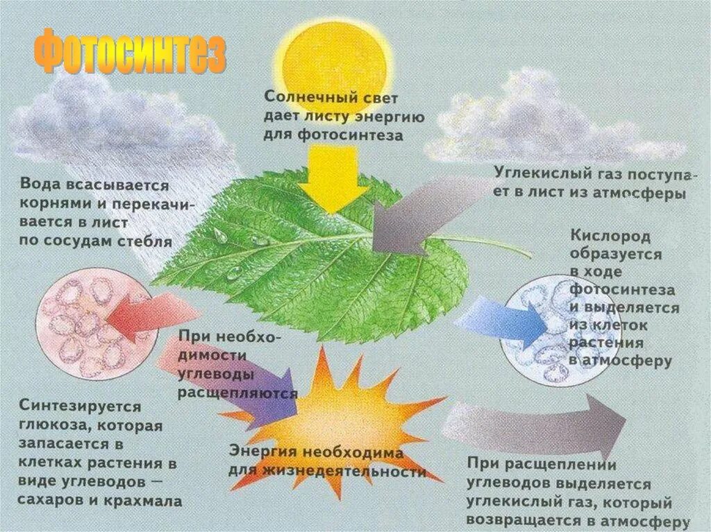 Из воздуха лист получает. Влияние солнца на растения. Влияние освещения на растения. Влияние солнечной радиации на растения. Влияние света на фотосинтез.