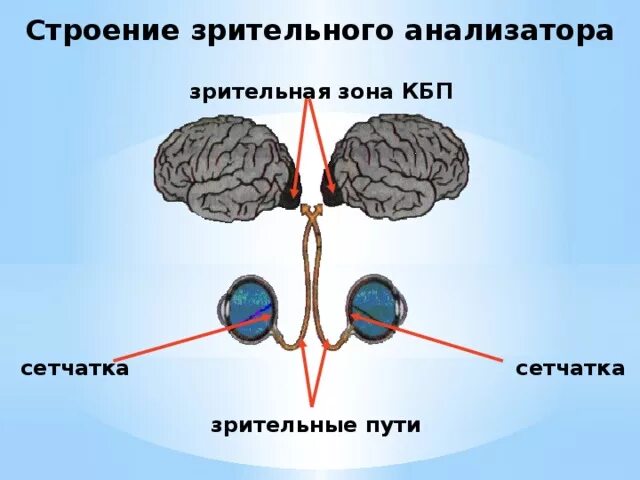 Презентация понятие об анализаторах зрительный анализатор. Анализаторы зрительный анализатор строение. Строение зрительного анализатора рисунок. Строение зрительного анализатора 8 класс. Схематично изобразите строение зрительного анализатора.