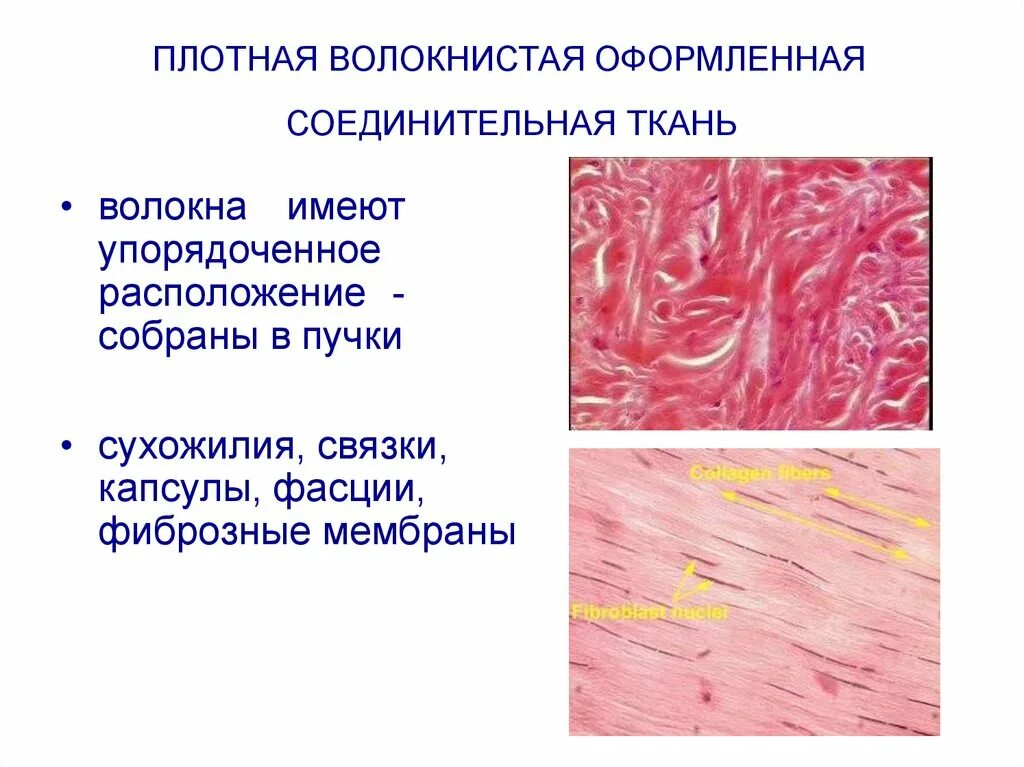 Плотная оформленная ткань. Плотная волокнистая соединительная ткань (ПВСТ). Плотная волокнистая соединительная ткань схема. Волокнистая соединительная ткань плотная оформленная неоформленная. Плотная и рыхлая волокнистая соединительная ткань.